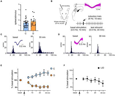 Impairment of synaptic plasticity in the primary somatosensory cortex in a model of diabetic mice